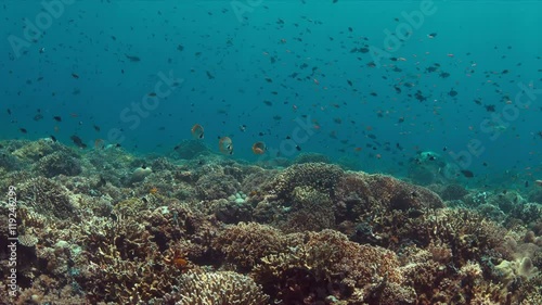 Wallpaper Mural Colorful coral reef with healthy corals and plenty fish. 4k footage Torontodigital.ca