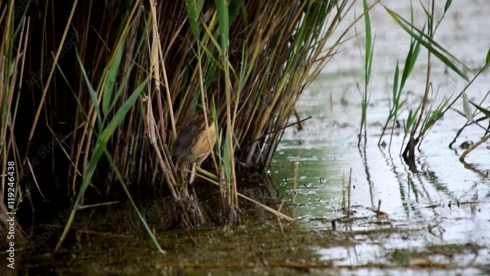 Little bittern hunting in pond. It catches a frog. Eurasian coot tries to take the prey away. The bittern hides itself in bush cane Little bittern hunting in pond. It catches a frog. Eurasian coot tries to take the prey away. The bittern hides itself in bush cane
