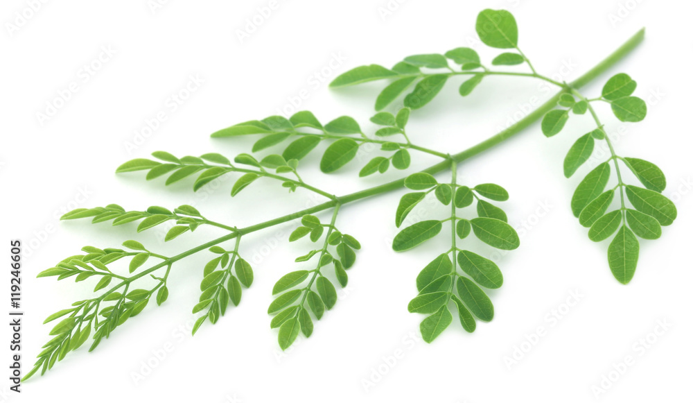 Fototapeta premium Edible moringa leaves