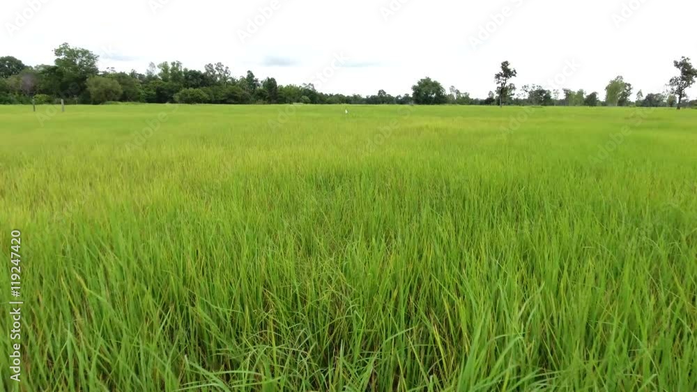 Aerial view shot rice field in countryside of thailand Aerial view shot rice field in countryside of thailand