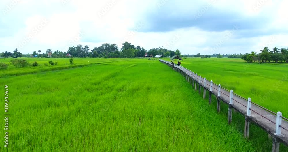 Aerial view shot rice field in countryside of thailand Aerial view shot rice field in countryside of thailand