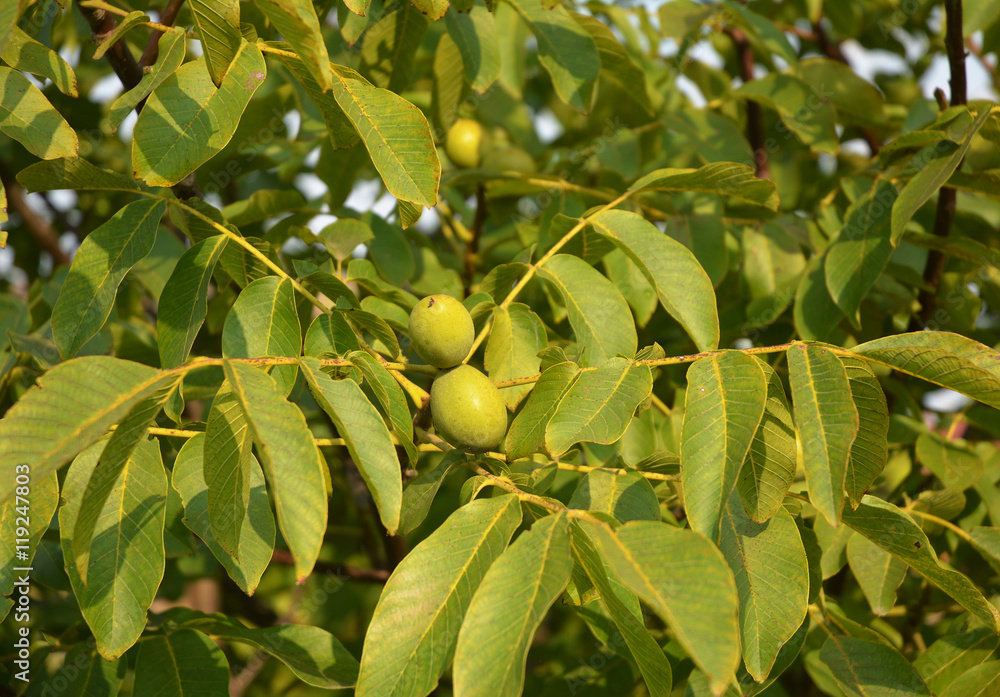 unripe walnut