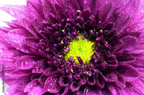 Purple chrysanthemum flower