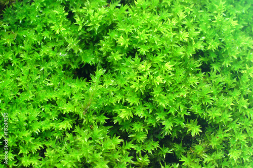 Macro of white frok moss.