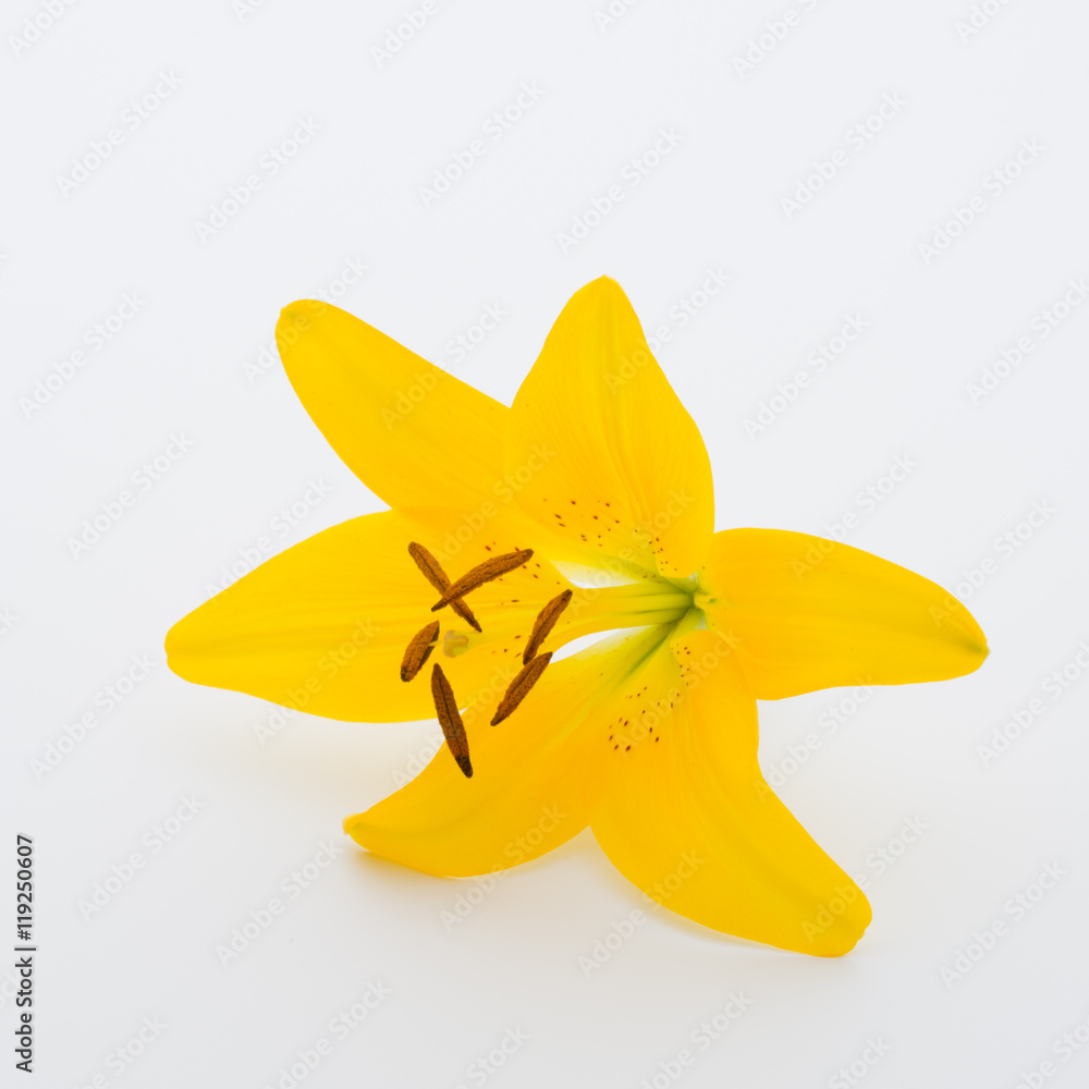 Lily flower with buds on a white background. Lily flower with buds on a white background.