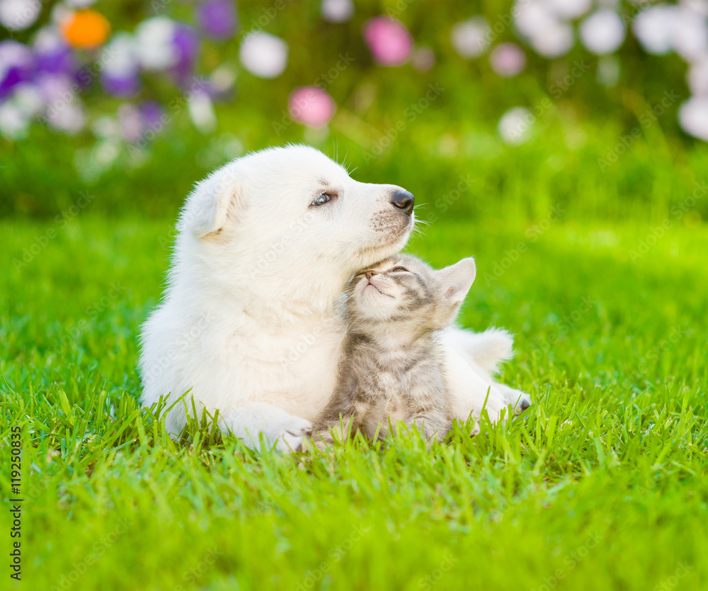 White Swiss Shepherd`s puppy lying with kitten on green grass White Swiss Shepherd`s puppy lying with kitten on green grass