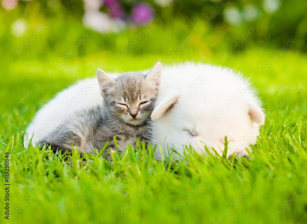 White Swiss Shepherd`s puppy hugging kitten on green grass White Swiss Shepherd`s puppy hugging kitten on green grass