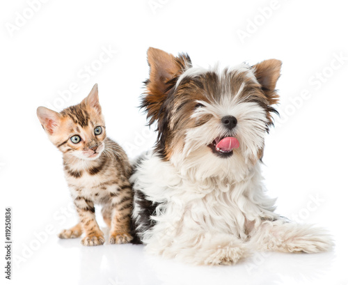 Biewer-Yorkshire terrier puppy and bengal kitten lying in front. isolated on white © Ermolaev Alexandr