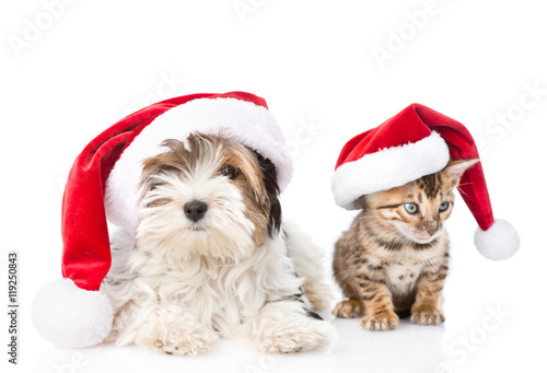 Christmas Bengal cat and Biewer-Yorkshire terrier puppy in red santa hats. isolated on white