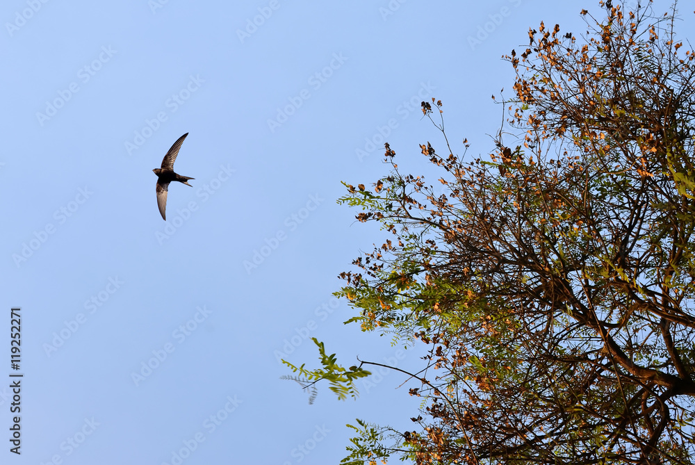 Bird flying over blue clear sky Bird flying over blue clear sky