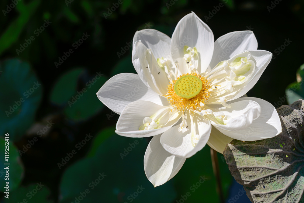 white lotus flower