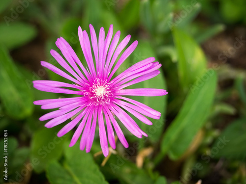 Lampranthus