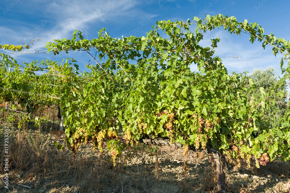 Colored grapes in the vineyard in a sunny day