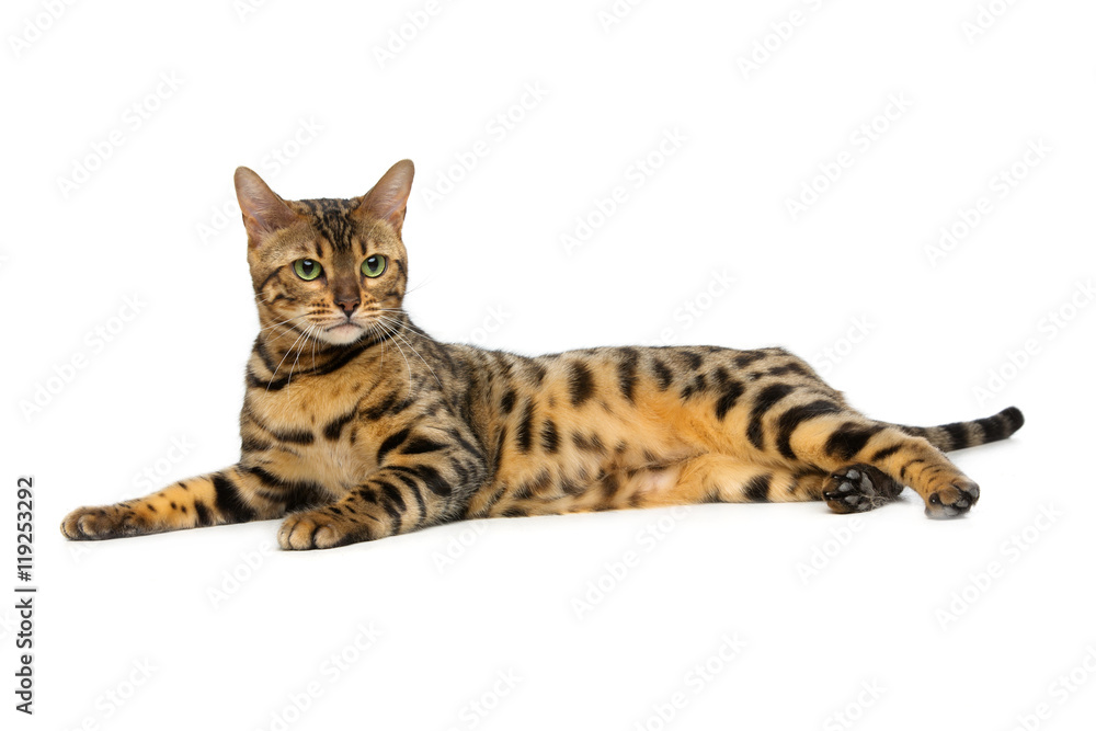 Beautiful bengal cat Beautiful bengal cat
