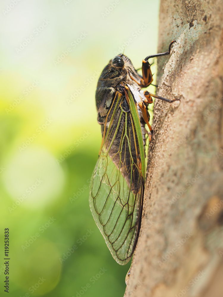 The cicada, Cryptotympana facialis. Bear cicada The cicada, Cryptotympana facialis. Bear cicada