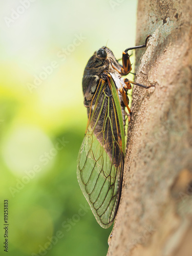 The cicada, Cryptotympana facialis. Bear cicada "Kuma-zemi", Japan.