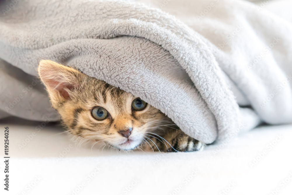 kleine Katze unter Decke Stock Photo | Adobe Stock