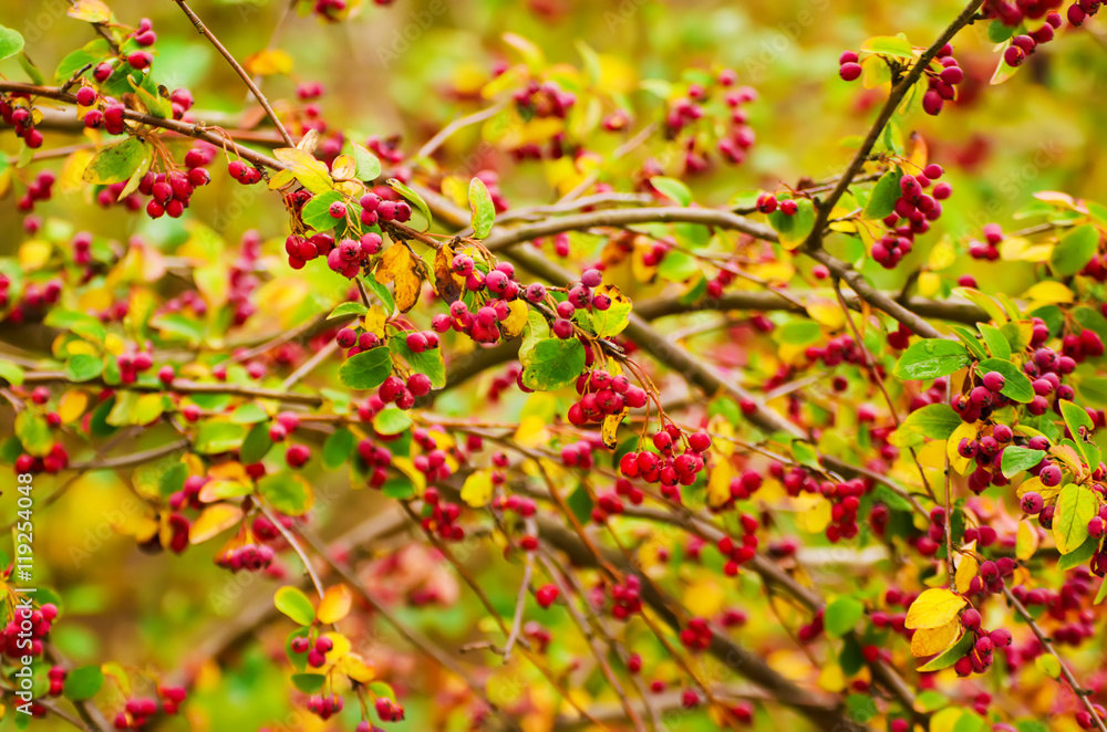 Hawthorn red berries in nature, autumn seasonal vintage background