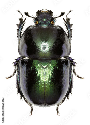 Spring Dumbledore on white Background - Trypocopris vernalis (Linnaeus, 1758)