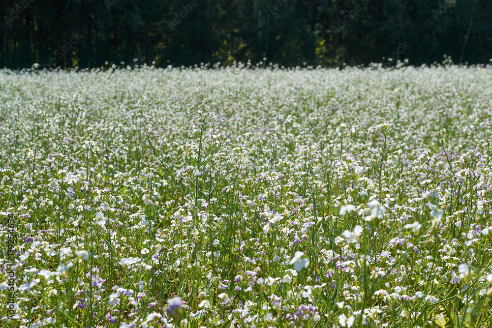 cover crops oil radish (Raphanus seradella the var. plants) in white on a field cover crops oil radish (Raphanus seradella the var. plants) in white on a field