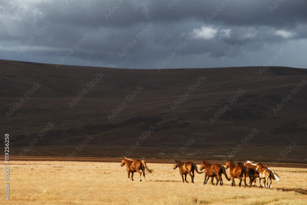 Herd of the running horses in the field Herd of the running horses in the field