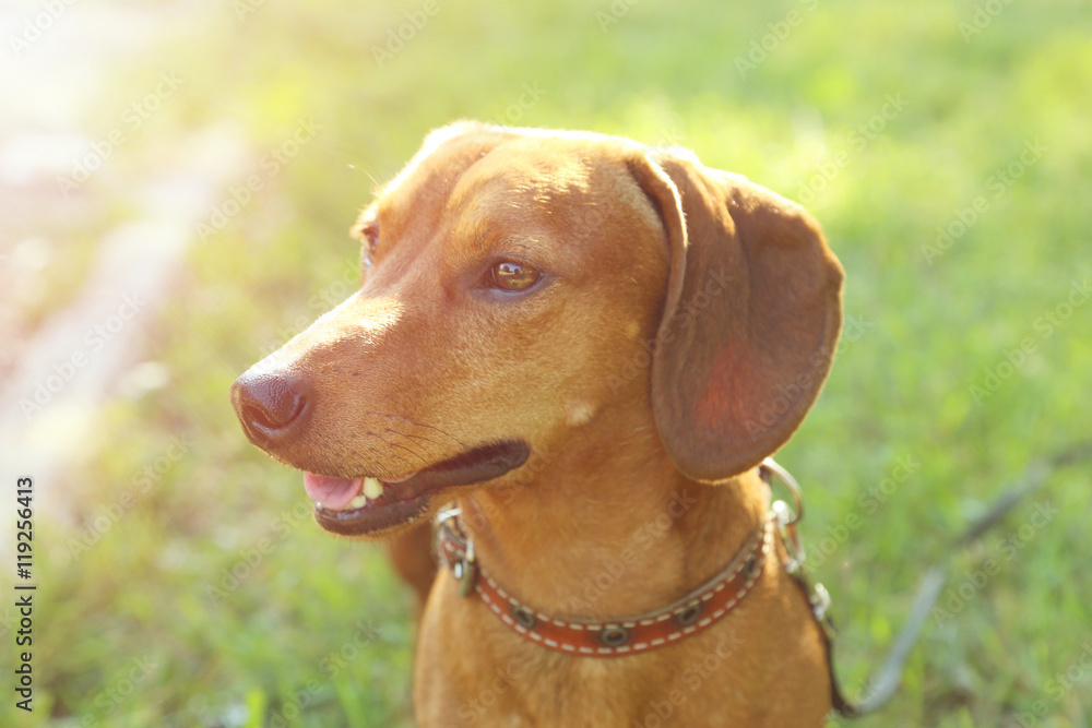 Beautiful dachshund dog in the garden, outdoor Beautiful dachshund dog in the garden, outdoor