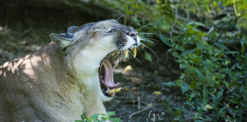 Crédence de cuisine Puma Puma concolor en pleine nature  © mirza77