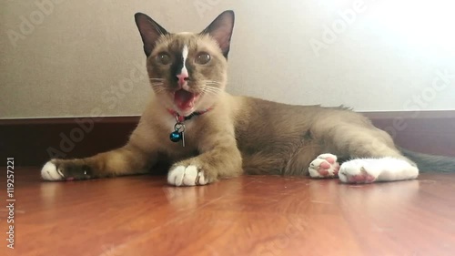 Stress Mix Siamese Breed Cat Breathing Heavily With Her Tongue Hanging Out