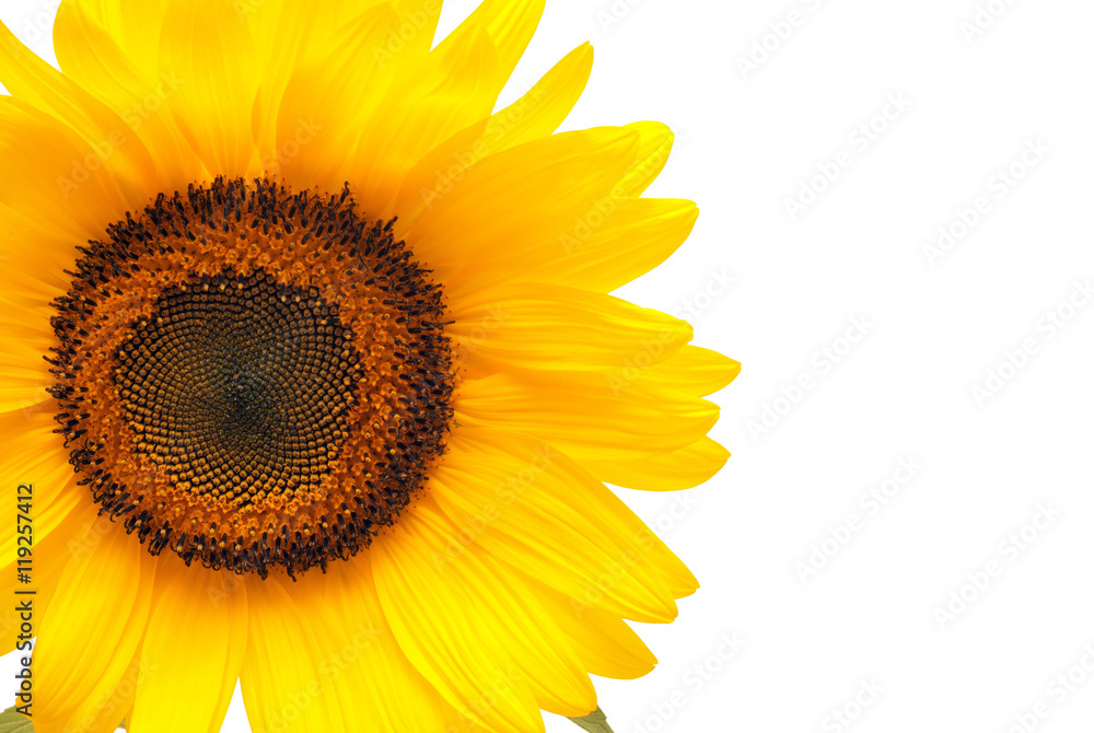 Fototapeta premium Flower of sunflower isolated on white background