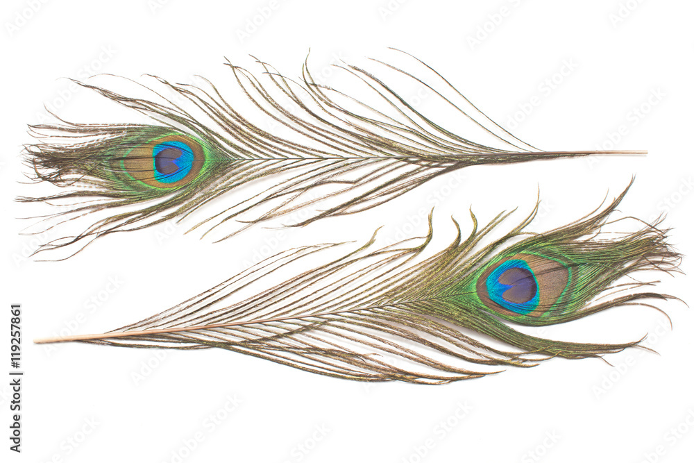 Fototapeta premium Peacock feathers isolated on white