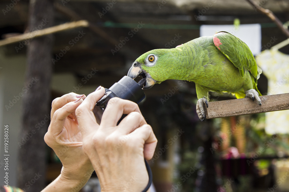 Obraz premium parrot bite