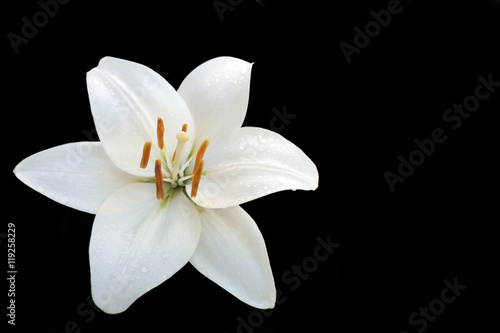 white lilly photo