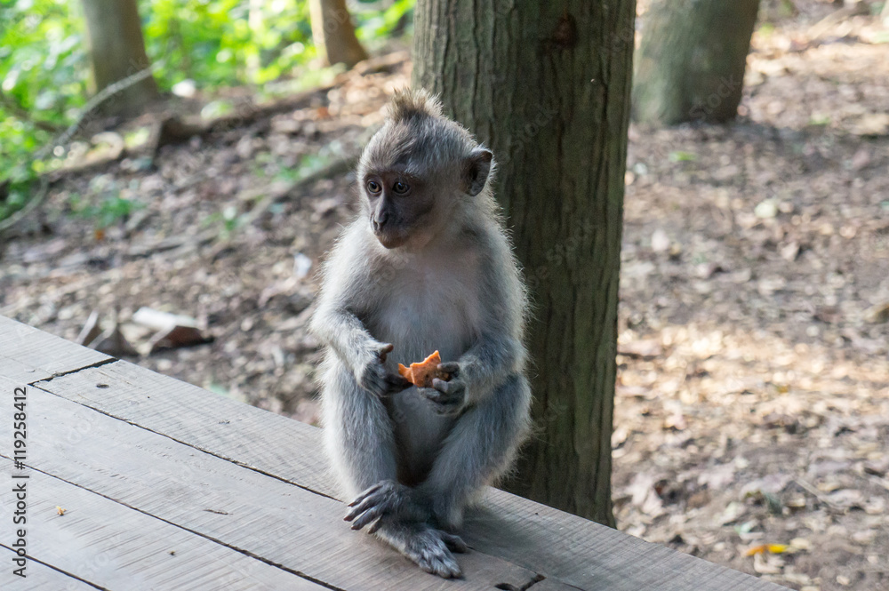 Jeune macaque, Monkey Forest, Ubud, Bali, Indonésie
