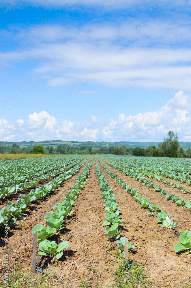 Young cabbage growing in a field with irrigation system and blue sky
