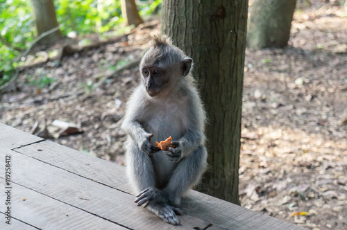 Jeune macaque, Monkey Forest, Ubud, Bali, Indonésie © Suzanne Plumette