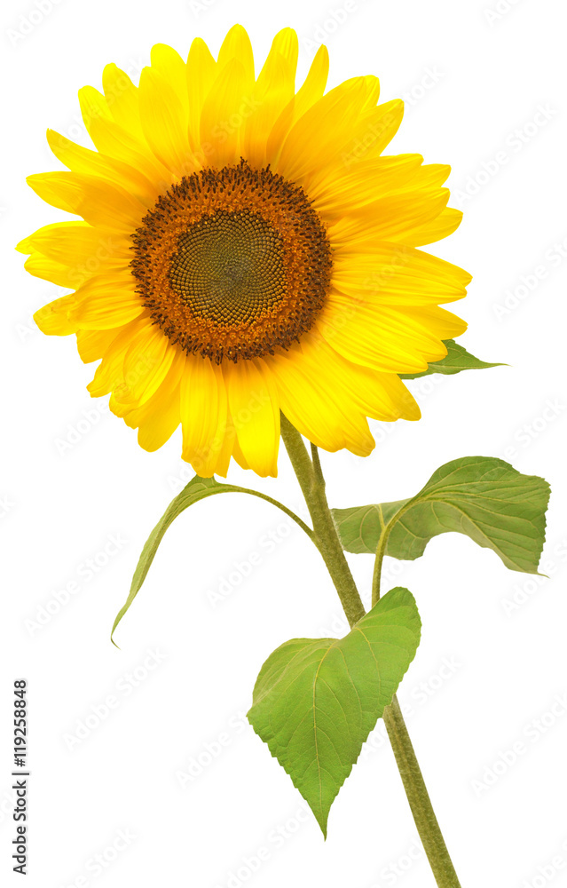 Obraz premium Flower of sunflower isolated on white background