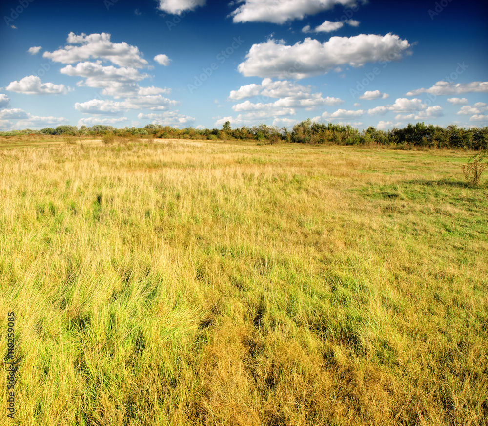 A field of tall green and golden grass