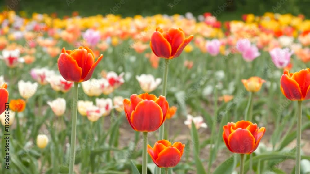 Red tulips blooming closeup - slider dolly shot. Background of different colors of tulips. The camera moves from left to right. Red tulips blooming closeup - slider dolly shot. Background of different colors of tulips. The camera moves from left to right.