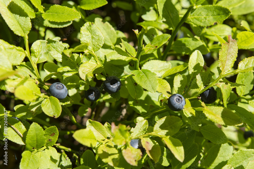 Fruits blueberries on the bush with green leaves. Fruits blueberries on the bush with green leaves.