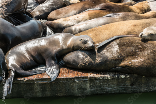 Sea lions at the pier in San Francisco, California 