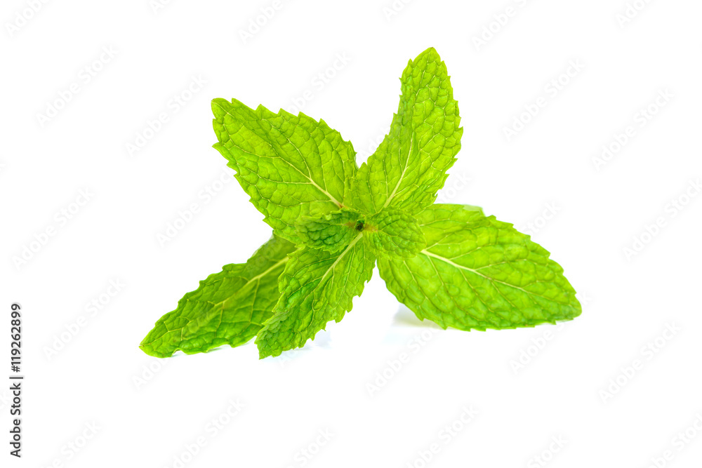 peppermint on white background peppermint on white background
