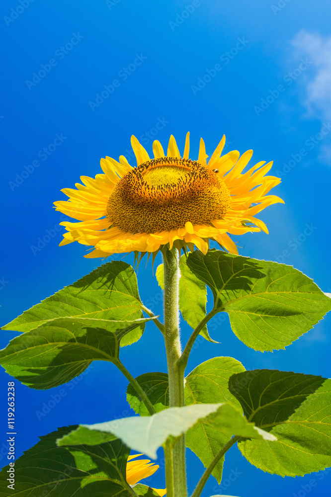 Fototapeta premium Beautiful sunflower on the blue sky 