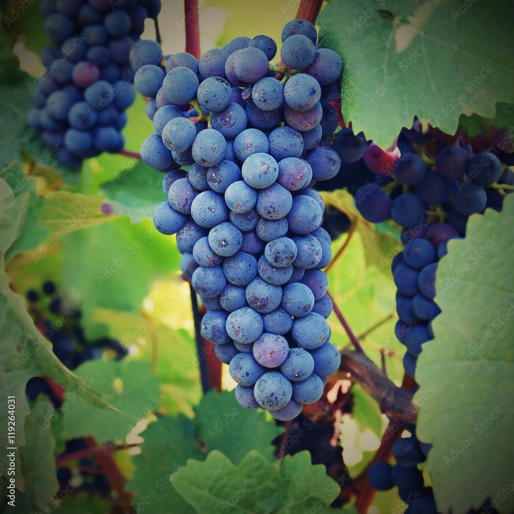 The wine in the vineyard. Wine region of South Moravia Czech Republic.