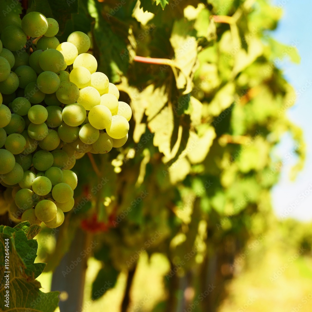 The wine in the vineyard. Wine region of South Moravia Czech Republic. The wine in the vineyard. Wine region of South Moravia Czech Republic.