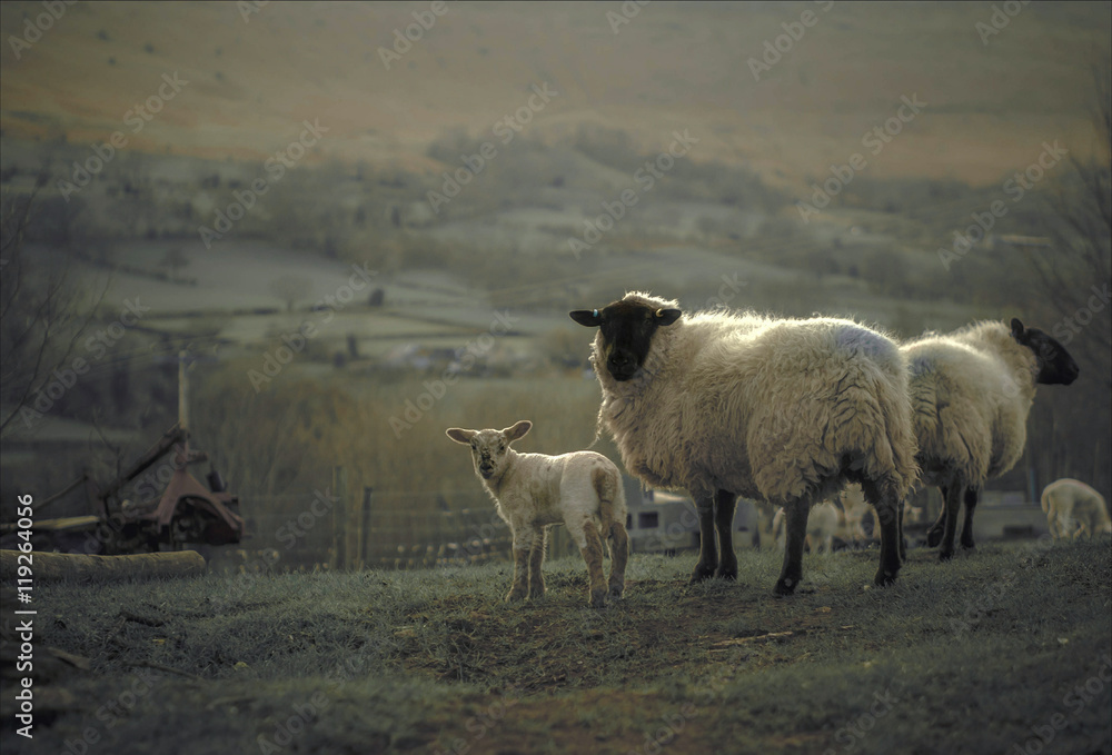 Welsh Mixed Breed Sheep and Lambs. Herefordshire