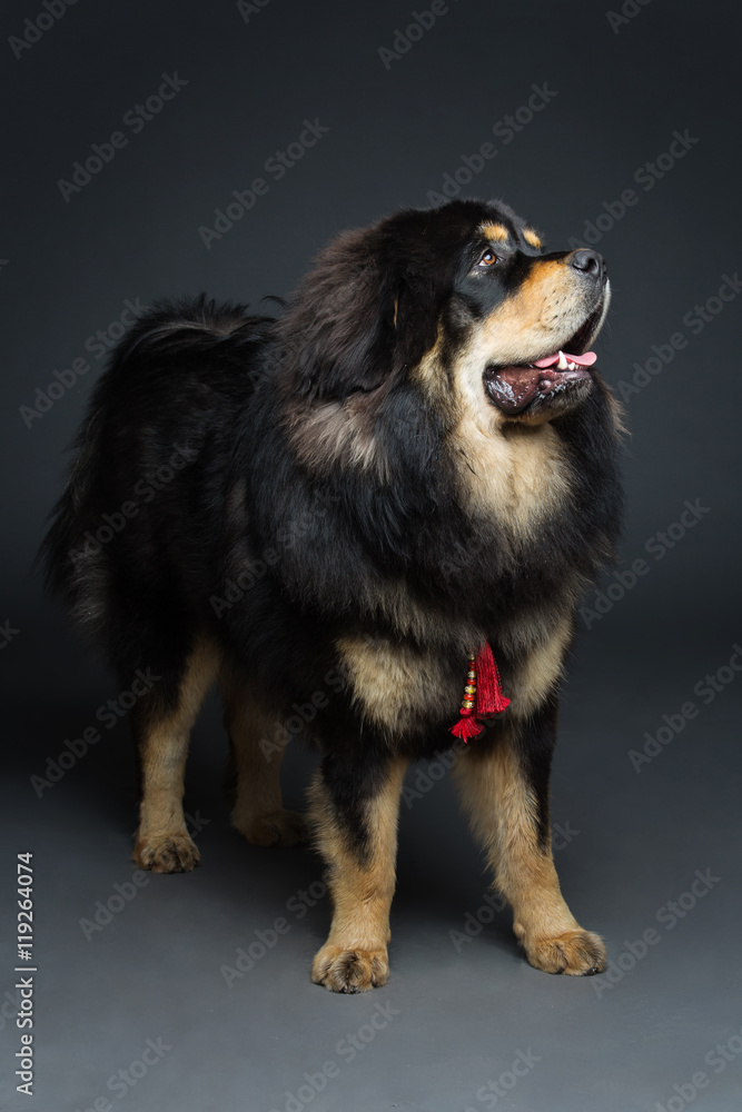 Beautiful big Tibetan mastiff dog Beautiful big Tibetan mastiff dog