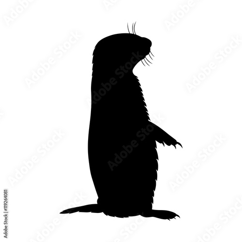 Prairie dog, shade picture