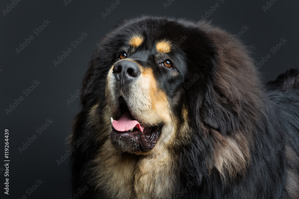 Beautiful big Tibetan mastiff dog Beautiful big Tibetan mastiff dog