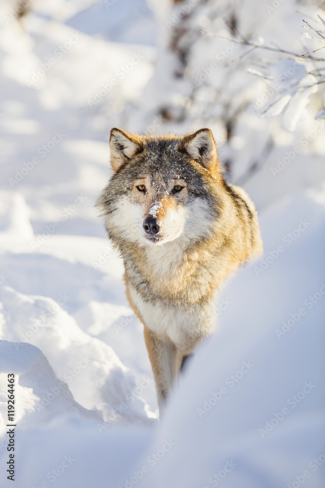 Wolf stands in beautiful winter forest Wolf stands in beautiful winter forest