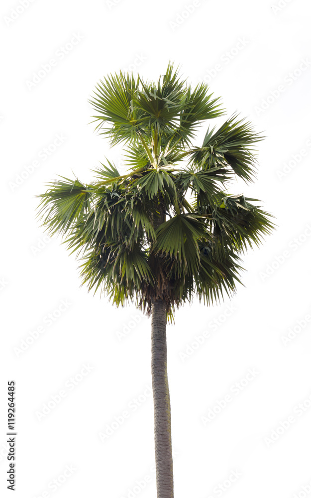 sugar palm trees on white background sugar palm trees on white background